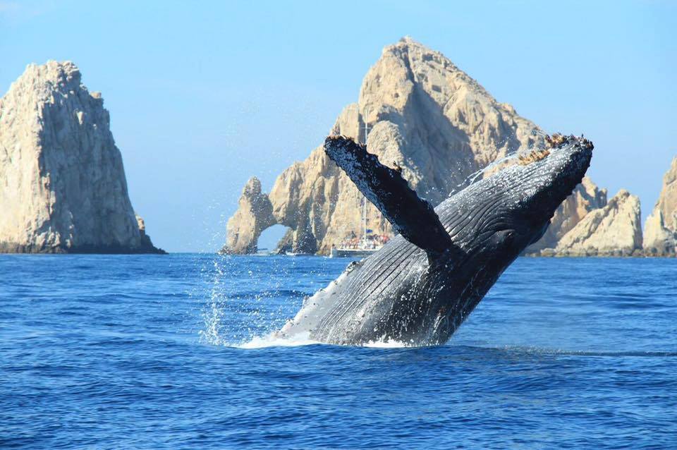 whale and arch